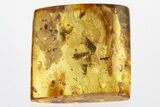 Fossil Wasps, Crane Fly, Fly, and Aphid in Baltic Amber #310799-2